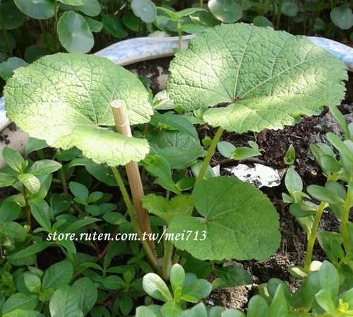 【花草】花葵/立葵/唐葵/梅雨葵/一丈紅/熟季花-生長日記