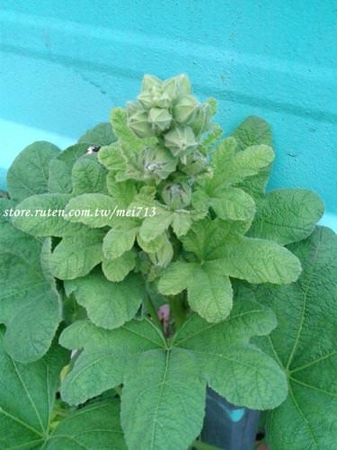【花草】花葵/立葵/唐葵/梅雨葵/一丈紅/熟季花-生長日記
