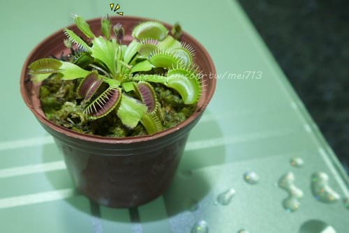 【食蟲植物】捕蠅草~新加入！