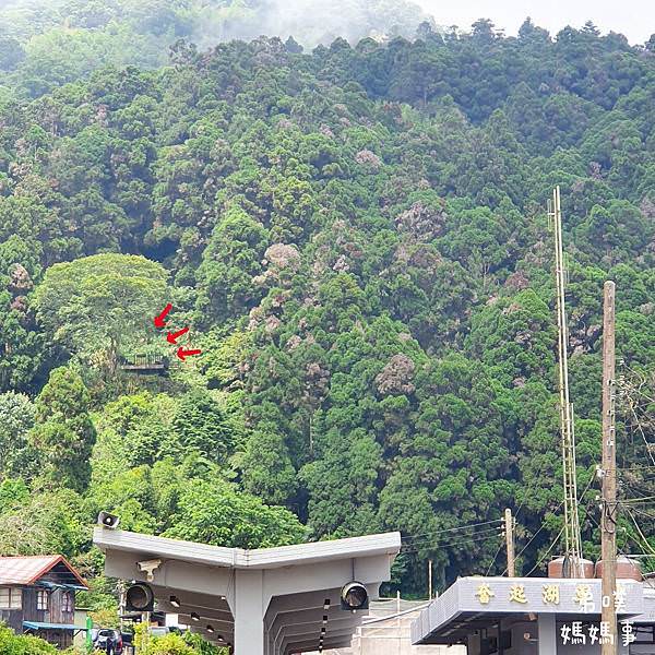 【嘉義】奮起湖步道│遠眺奮起湖車站、神社遺址、看巨木 ，好走