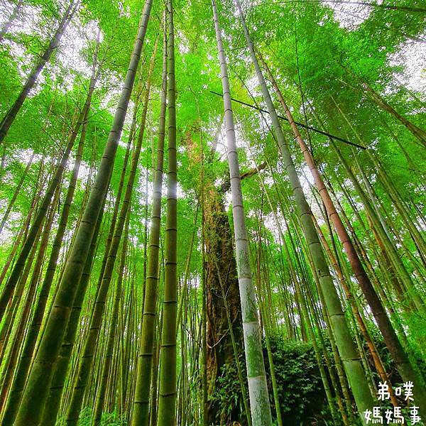 【嘉義】奮起湖步道│遠眺奮起湖車站、神社遺址、看巨木 ，好走