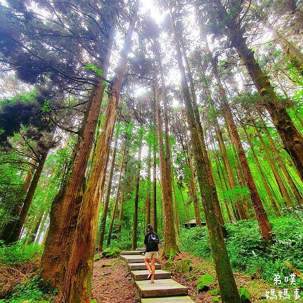 【嘉義】奮起湖步道│遠眺奮起湖車站、神社遺址、看巨木 ，好走