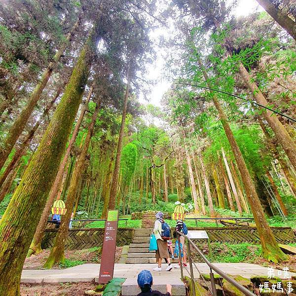 【嘉義】奮起湖步道│遠眺奮起湖車站、神社遺址、看巨木 ，好走