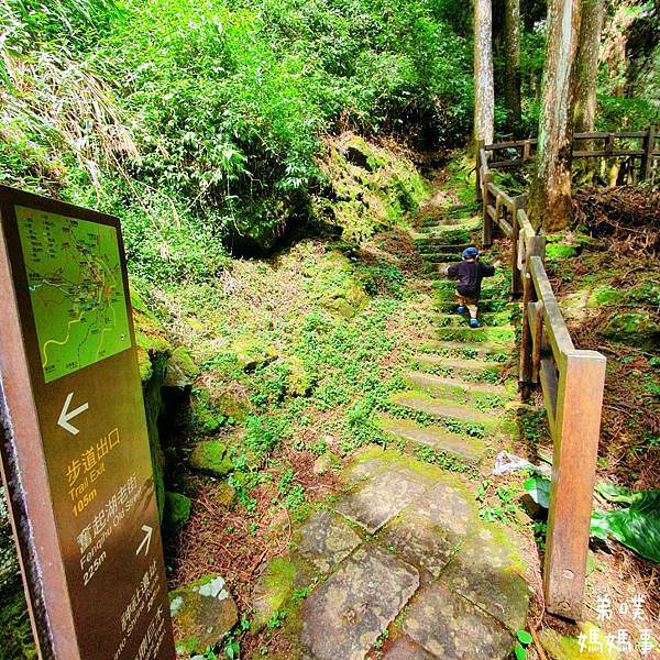 【嘉義】奮起湖步道│遠眺奮起湖車站、神社遺址、看巨木 ，好走