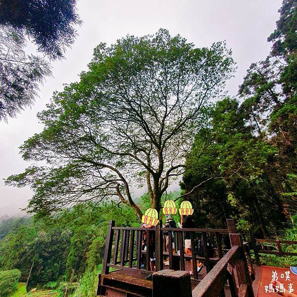 【嘉義】奮起湖步道│遠眺奮起湖車站、神社遺址、看巨木 ，好走