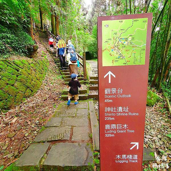 【嘉義】奮起湖步道│遠眺奮起湖車站、神社遺址、看巨木 ，好走