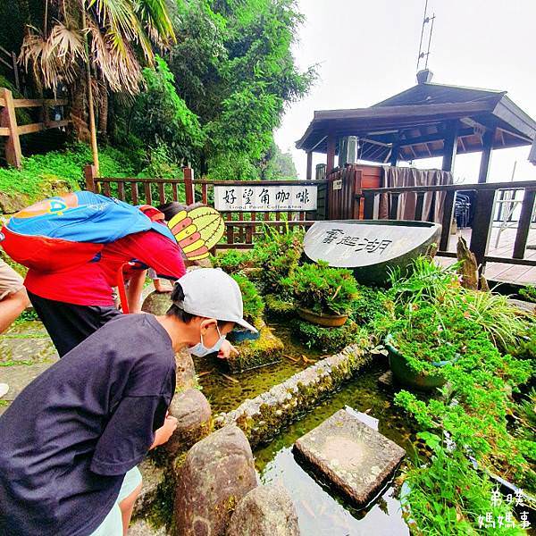 【嘉義】奮起湖步道│遠眺奮起湖車站、神社遺址、看巨木 ，好走