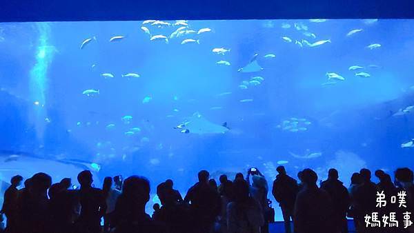 【日本•沖繩】跟團×自由行親子遊-沖繩美麗海水族館、玉泉洞 