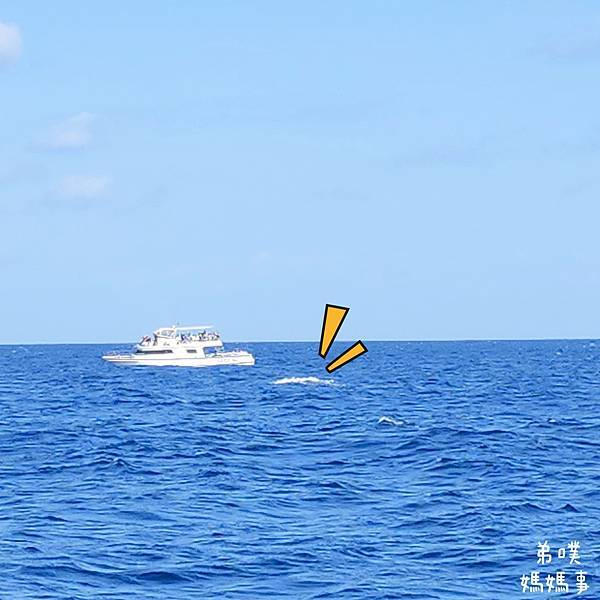 【日本‧沖繩】季節限定‧跟著KKDay坐船到沖繩看鯨魚吧! 