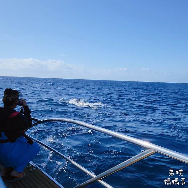 【日本‧沖繩】季節限定‧跟著KKDay坐船到沖繩看鯨魚吧! 