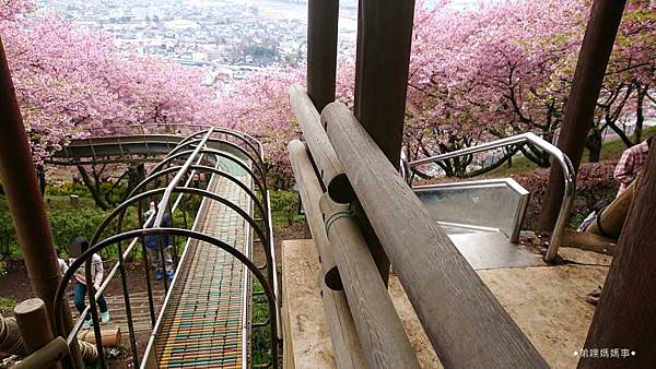 【日本‧神奈川】親子搭火車、溜滑梯穿梭絕美河津櫻森林交錯油菜