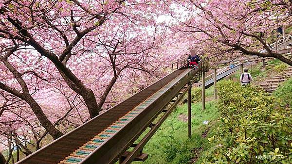 【日本‧神奈川】親子搭火車、溜滑梯穿梭絕美河津櫻森林交錯油菜