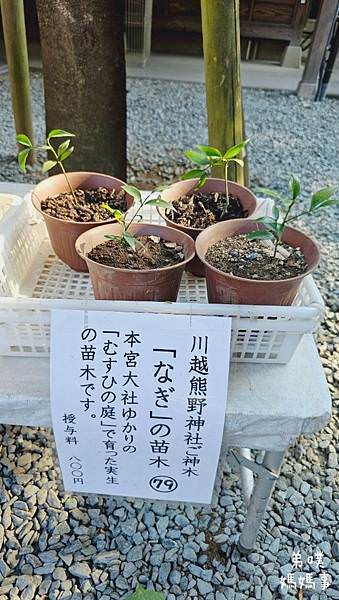 【日本‧琦玉】川越熊野神社│烏鴉八咫烏神，限定夏日御朱印。洗