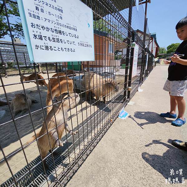 【日本‧琦玉】牛兵衛草庵川越店(焼肉ランチ一頭買い)│川越車