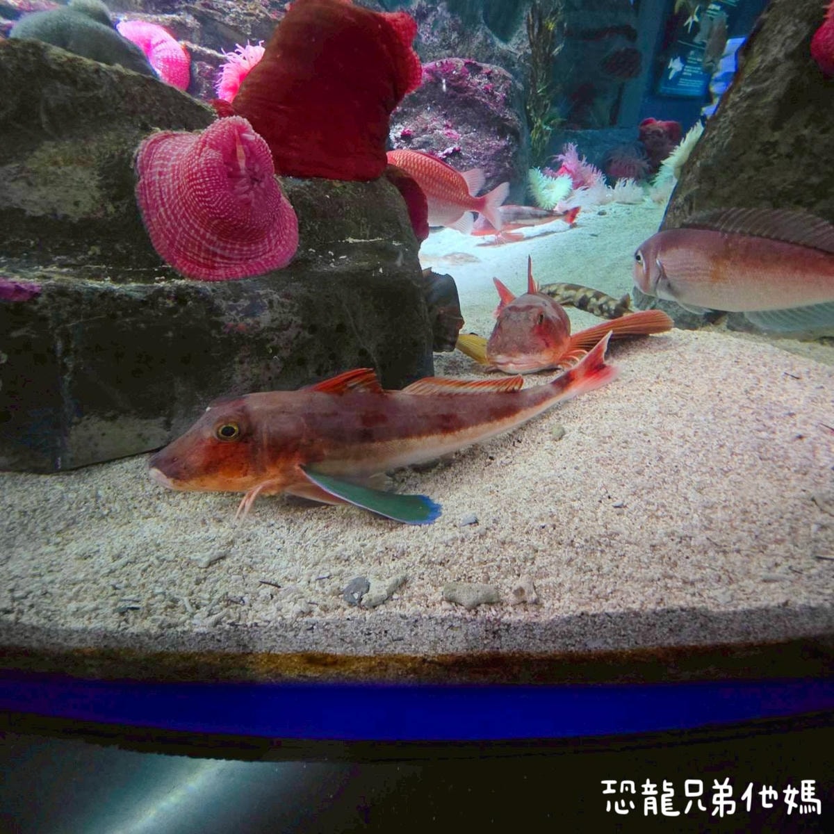 韓國‧濟洲水上星球(아쿠아플라넷제주 ,Aqua Planet),韓國最大水族館,超震撼海底隧道、海女潛水秀、超萌魟魚表演全攻略,濟州必玩景點!!2025.08 - 第48張圖 韓國‧濟洲水上星球(아쿠아플라넷제주 ,Aqua Planet),韓國最大水族館,超震撼海底隧道、海女潛水秀、超萌魟魚表演全攻略,濟州必玩景點!!2025.08
