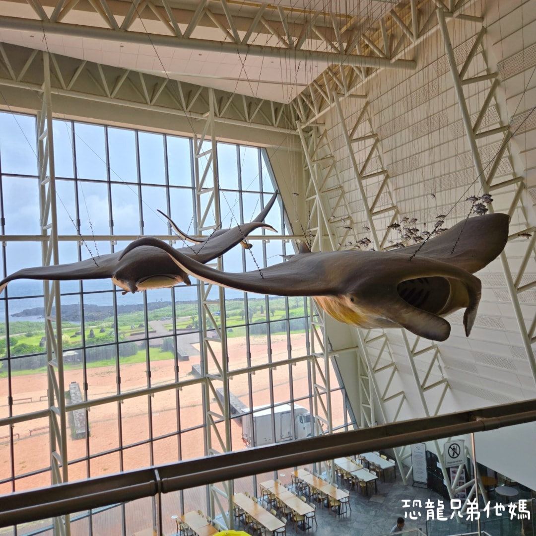 韓國‧濟洲水上星球(아쿠아플라넷제주 ,Aqua Planet),韓國最大水族館,超震撼海底隧道、海女潛水秀、超萌魟魚表演全攻略,濟州必玩景點!!2025.08 - 第13張圖 韓國‧濟洲水上星球(아쿠아플라넷제주 ,Aqua Planet),韓國最大水族館,超震撼海底隧道、海女潛水秀、超萌魟魚表演全攻略,濟州必玩景點!!2025.08