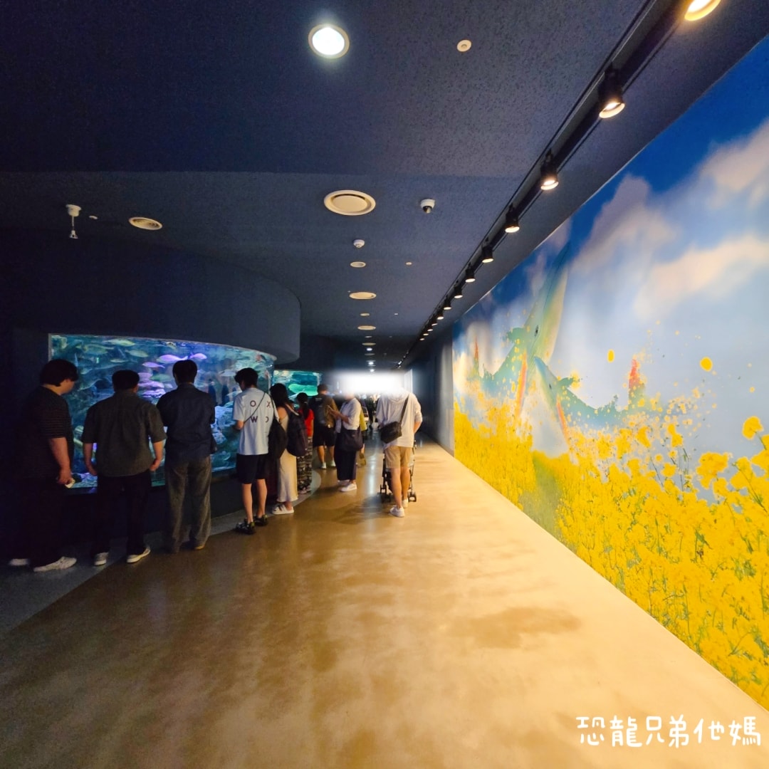 韓國‧濟洲水上星球(아쿠아플라넷제주 ,Aqua Planet),韓國最大水族館,超震撼海底隧道、海女潛水秀、超萌魟魚表演全攻略,濟州必玩景點!!2025.08 - 第40張圖 韓國‧濟洲水上星球(아쿠아플라넷제주 ,Aqua Planet),韓國最大水族館,超震撼海底隧道、海女潛水秀、超萌魟魚表演全攻略,濟州必玩景點!!2025.08