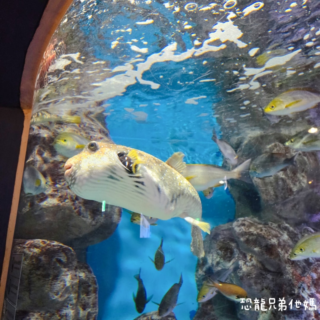 韓國‧濟洲水上星球(아쿠아플라넷제주 ,Aqua Planet)，韓國最大水族館，超震撼海底隧道、海女潛水秀、超萌魟魚表演全攻略，濟州必玩景點!!2025.08