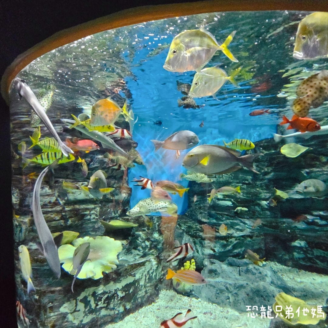 韓國‧濟洲水上星球(아쿠아플라넷제주 ,Aqua Planet),韓國最大水族館,超震撼海底隧道、海女潛水秀、超萌魟魚表演全攻略,濟州必玩景點!!2025.08 - 第43張圖 韓國‧濟洲水上星球(아쿠아플라넷제주 ,Aqua Planet),韓國最大水族館,超震撼海底隧道、海女潛水秀、超萌魟魚表演全攻略,濟州必玩景點!!2025.08