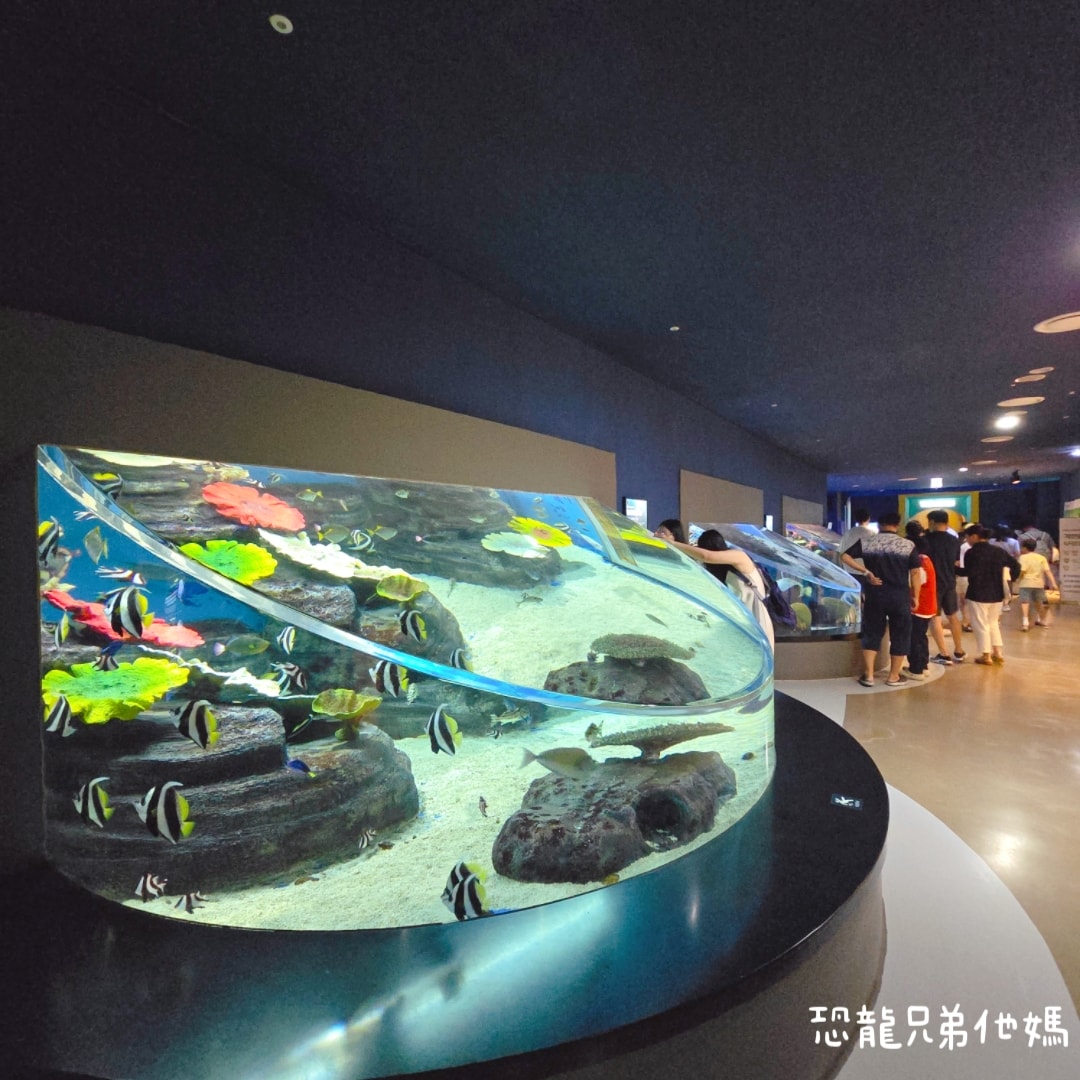 韓國‧濟洲水上星球(아쿠아플라넷제주 ,Aqua Planet)，韓國最大水族館，超震撼海底隧道、海女潛水秀、超萌魟魚表演全攻略，濟州必玩景點!!2025.08