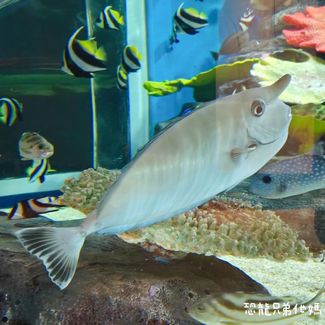韓國‧濟洲水上星球(아쿠아플라넷제주 ,Aqua Planet),韓國最大水族館,超震撼海底隧道、海女潛水秀、超萌魟魚表演全攻略,濟州必玩景點!!2025.08 - 第46張圖 韓國‧濟洲水上星球(아쿠아플라넷제주 ,Aqua Planet),韓國最大水族館,超震撼海底隧道、海女潛水秀、超萌魟魚表演全攻略,濟州必玩景點!!2025.08