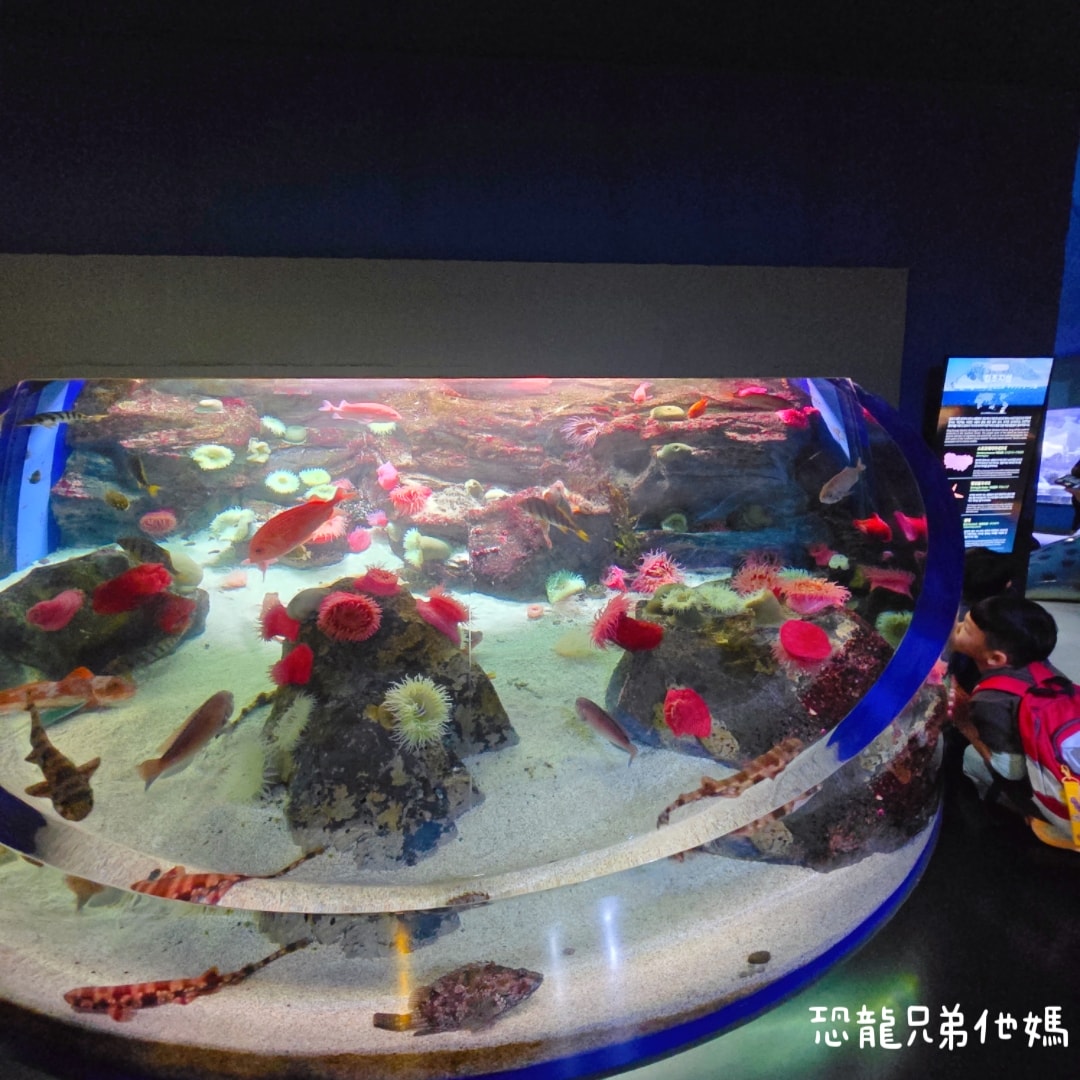 韓國‧濟洲水上星球(아쿠아플라넷제주 ,Aqua Planet),韓國最大水族館,超震撼海底隧道、海女潛水秀、超萌魟魚表演全攻略,濟州必玩景點!!2025.08 - 第47張圖 韓國‧濟洲水上星球(아쿠아플라넷제주 ,Aqua Planet),韓國最大水族館,超震撼海底隧道、海女潛水秀、超萌魟魚表演全攻略,濟州必玩景點!!2025.08