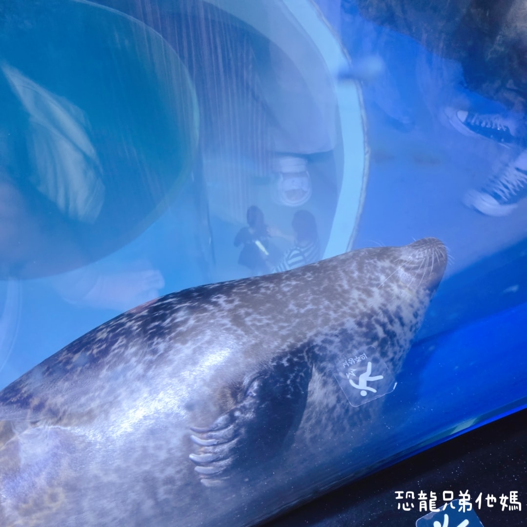 韓國‧濟洲水上星球(아쿠아플라넷제주 ,Aqua Planet),韓國最大水族館,超震撼海底隧道、海女潛水秀、超萌魟魚表演全攻略,濟州必玩景點!!2025.08 - 第53張圖 韓國‧濟洲水上星球(아쿠아플라넷제주 ,Aqua Planet),韓國最大水族館,超震撼海底隧道、海女潛水秀、超萌魟魚表演全攻略,濟州必玩景點!!2025.08