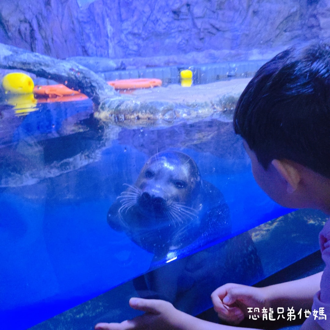 韓國‧濟洲水上星球(아쿠아플라넷제주 ,Aqua Planet),韓國最大水族館,超震撼海底隧道、海女潛水秀、超萌魟魚表演全攻略,濟州必玩景點!!2025.08 - 第55張圖 韓國‧濟洲水上星球(아쿠아플라넷제주 ,Aqua Planet),韓國最大水族館,超震撼海底隧道、海女潛水秀、超萌魟魚表演全攻略,濟州必玩景點!!2025.08