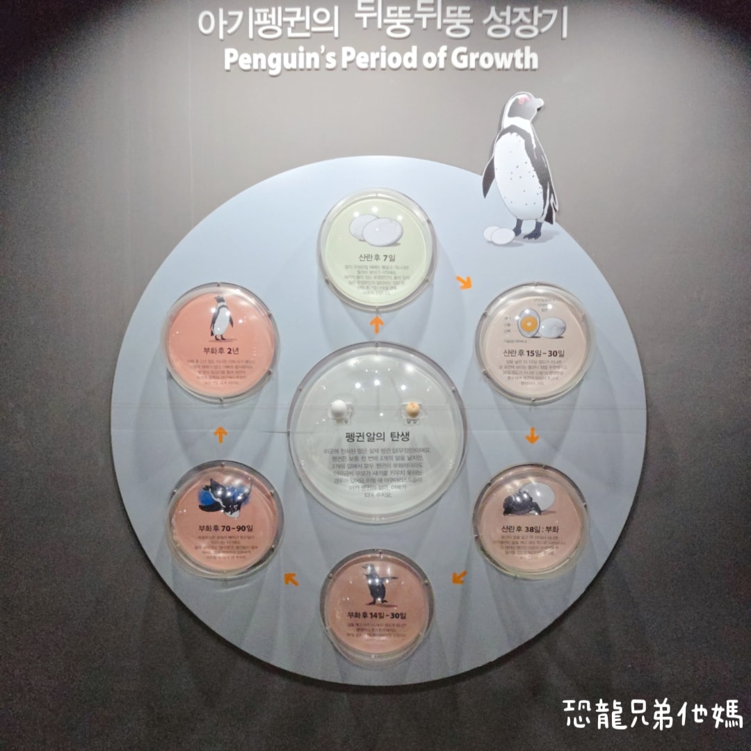 韓國‧濟洲水上星球(아쿠아플라넷제주 ,Aqua Planet),韓國最大水族館,超震撼海底隧道、海女潛水秀、超萌魟魚表演全攻略,濟州必玩景點!!2025.08 - 第58張圖 韓國‧濟洲水上星球(아쿠아플라넷제주 ,Aqua Planet),韓國最大水族館,超震撼海底隧道、海女潛水秀、超萌魟魚表演全攻略,濟州必玩景點!!2025.08