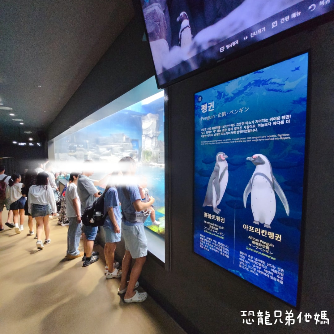 韓國‧濟洲水上星球(아쿠아플라넷제주 ,Aqua Planet),韓國最大水族館,超震撼海底隧道、海女潛水秀、超萌魟魚表演全攻略,濟州必玩景點!!2025.08 - 第57張圖 韓國‧濟洲水上星球(아쿠아플라넷제주 ,Aqua Planet),韓國最大水族館,超震撼海底隧道、海女潛水秀、超萌魟魚表演全攻略,濟州必玩景點!!2025.08