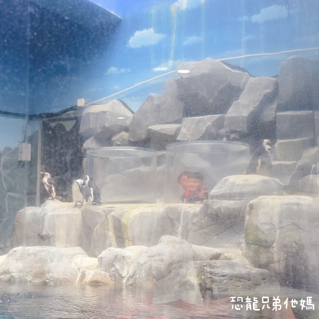 韓國‧濟洲水上星球(아쿠아플라넷제주 ,Aqua Planet),韓國最大水族館,超震撼海底隧道、海女潛水秀、超萌魟魚表演全攻略,濟州必玩景點!!2025.08 - 第59張圖 韓國‧濟洲水上星球(아쿠아플라넷제주 ,Aqua Planet),韓國最大水族館,超震撼海底隧道、海女潛水秀、超萌魟魚表演全攻略,濟州必玩景點!!2025.08