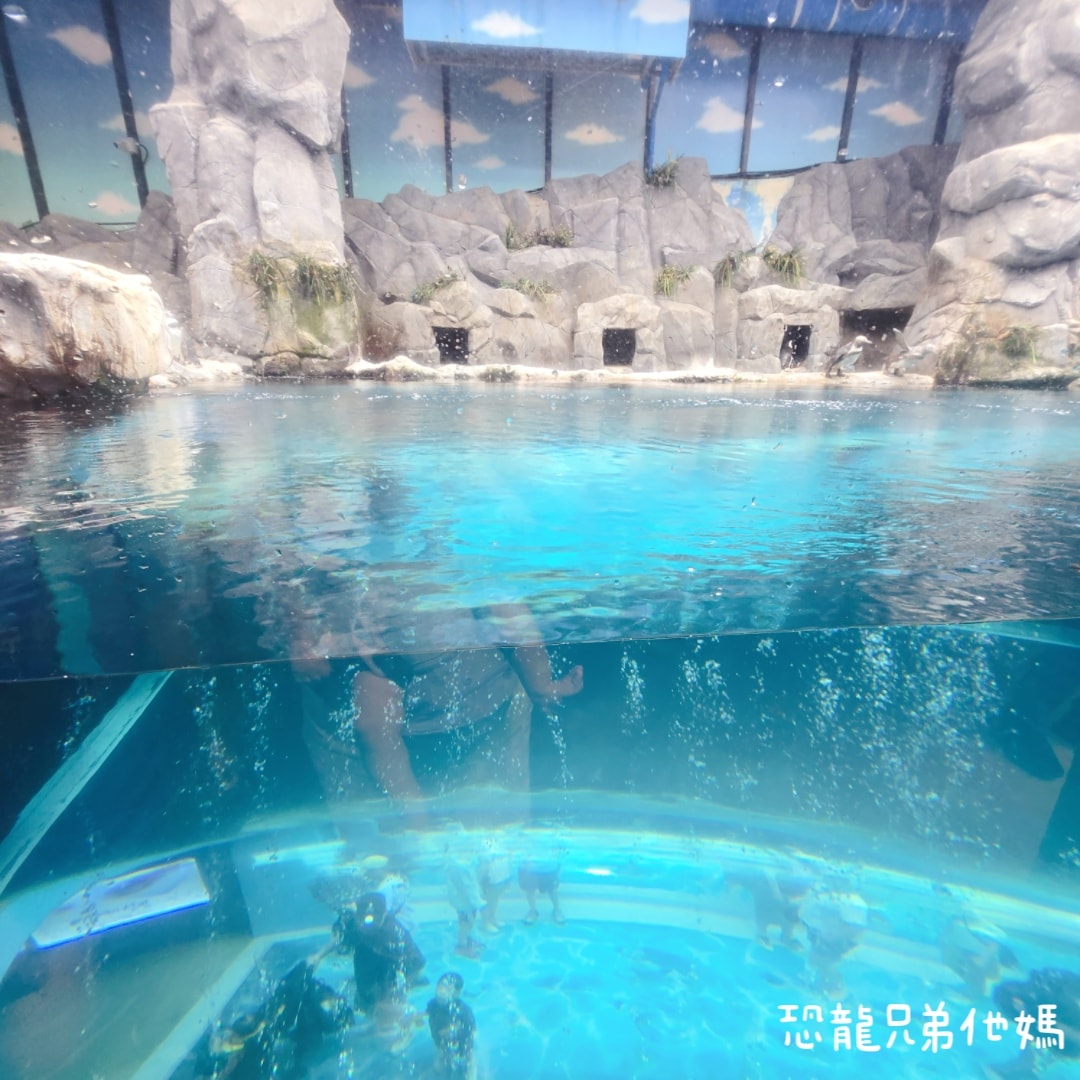 韓國‧濟洲水上星球(아쿠아플라넷제주 ,Aqua Planet),韓國最大水族館,超震撼海底隧道、海女潛水秀、超萌魟魚表演全攻略,濟州必玩景點!!2025.08 - 第60張圖 韓國‧濟洲水上星球(아쿠아플라넷제주 ,Aqua Planet),韓國最大水族館,超震撼海底隧道、海女潛水秀、超萌魟魚表演全攻略,濟州必玩景點!!2025.08