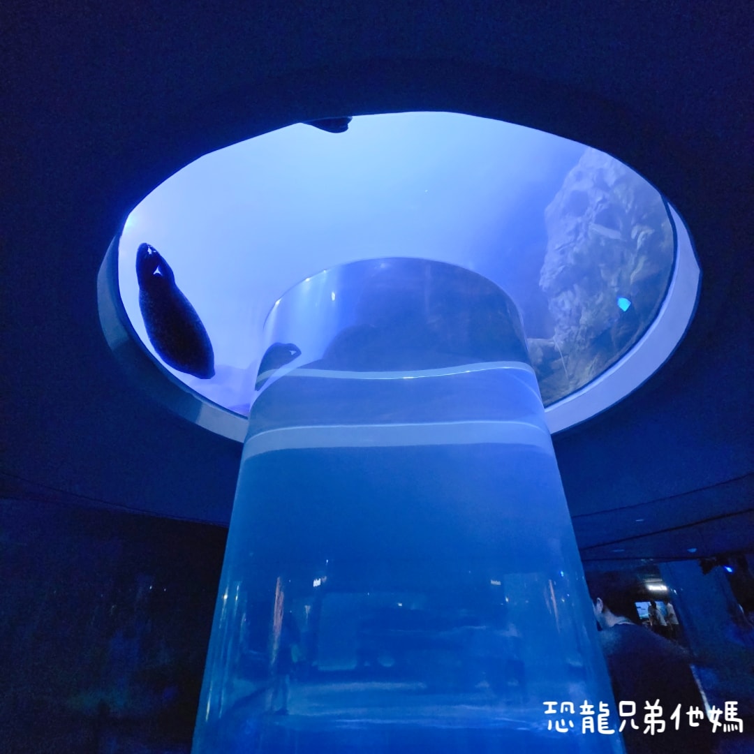 韓國‧濟洲水上星球(아쿠아플라넷제주 ,Aqua Planet),韓國最大水族館,超震撼海底隧道、海女潛水秀、超萌魟魚表演全攻略,濟州必玩景點!!2025.08 - 第67張圖 韓國‧濟洲水上星球(아쿠아플라넷제주 ,Aqua Planet),韓國最大水族館,超震撼海底隧道、海女潛水秀、超萌魟魚表演全攻略,濟州必玩景點!!2025.08