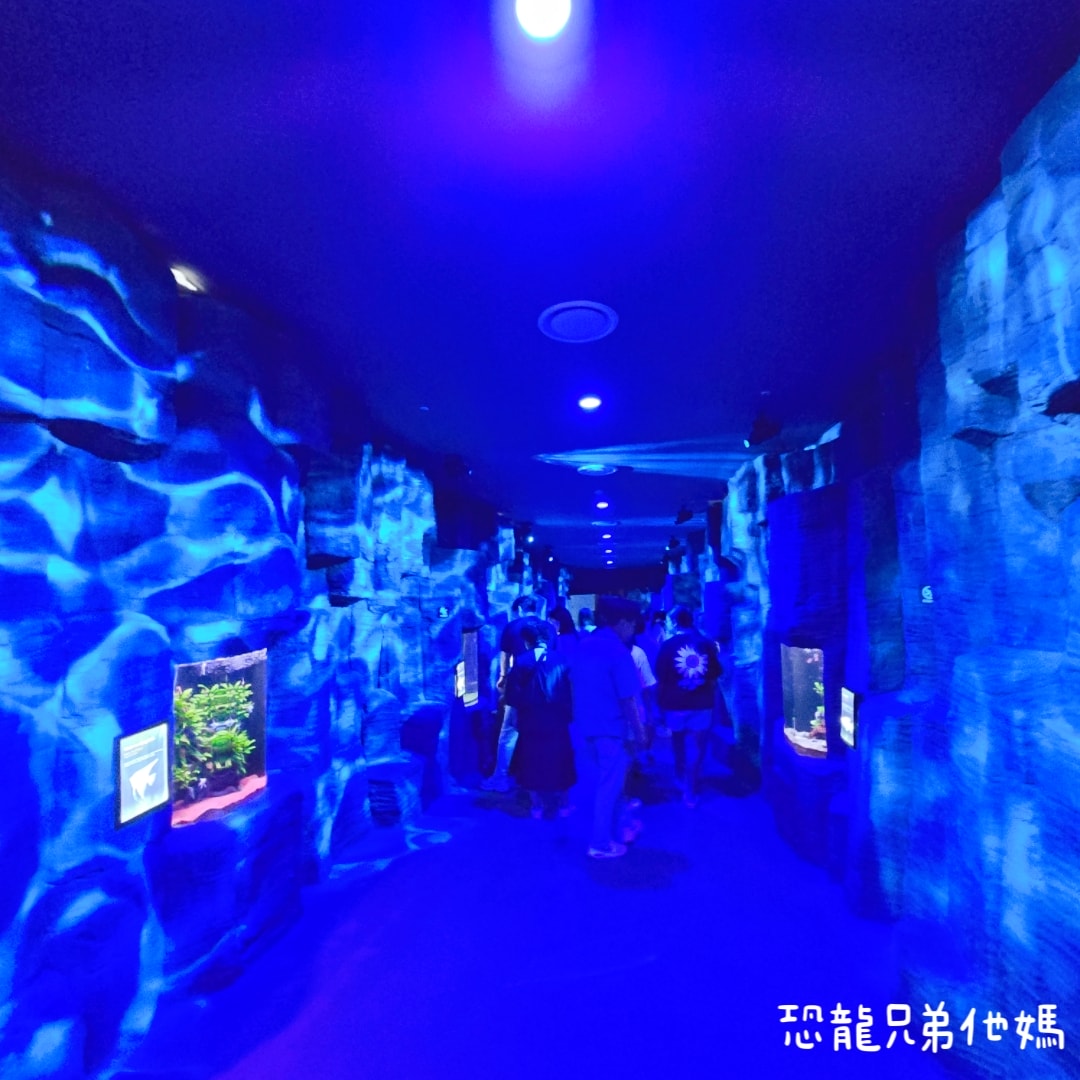 韓國‧濟洲水上星球(아쿠아플라넷제주 ,Aqua Planet),韓國最大水族館,超震撼海底隧道、海女潛水秀、超萌魟魚表演全攻略,濟州必玩景點!!2025.08 - 第65張圖 韓國‧濟洲水上星球(아쿠아플라넷제주 ,Aqua Planet),韓國最大水族館,超震撼海底隧道、海女潛水秀、超萌魟魚表演全攻略,濟州必玩景點!!2025.08