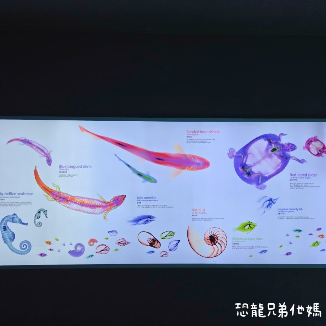 韓國‧濟洲水上星球(아쿠아플라넷제주 ,Aqua Planet)，韓國最大水族館，超震撼海底隧道、海女潛水秀、超萌魟魚表演全攻略，濟州必玩景點!!2025.08