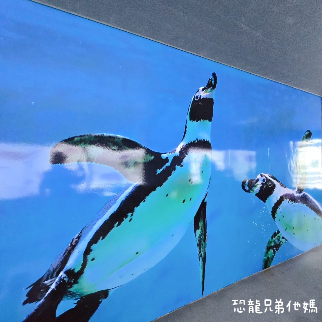 韓國‧濟洲水上星球(아쿠아플라넷제주 ,Aqua Planet),韓國最大水族館,超震撼海底隧道、海女潛水秀、超萌魟魚表演全攻略,濟州必玩景點!!2025.08 - 第76張圖 韓國‧濟洲水上星球(아쿠아플라넷제주 ,Aqua Planet),韓國最大水族館,超震撼海底隧道、海女潛水秀、超萌魟魚表演全攻略,濟州必玩景點!!2025.08