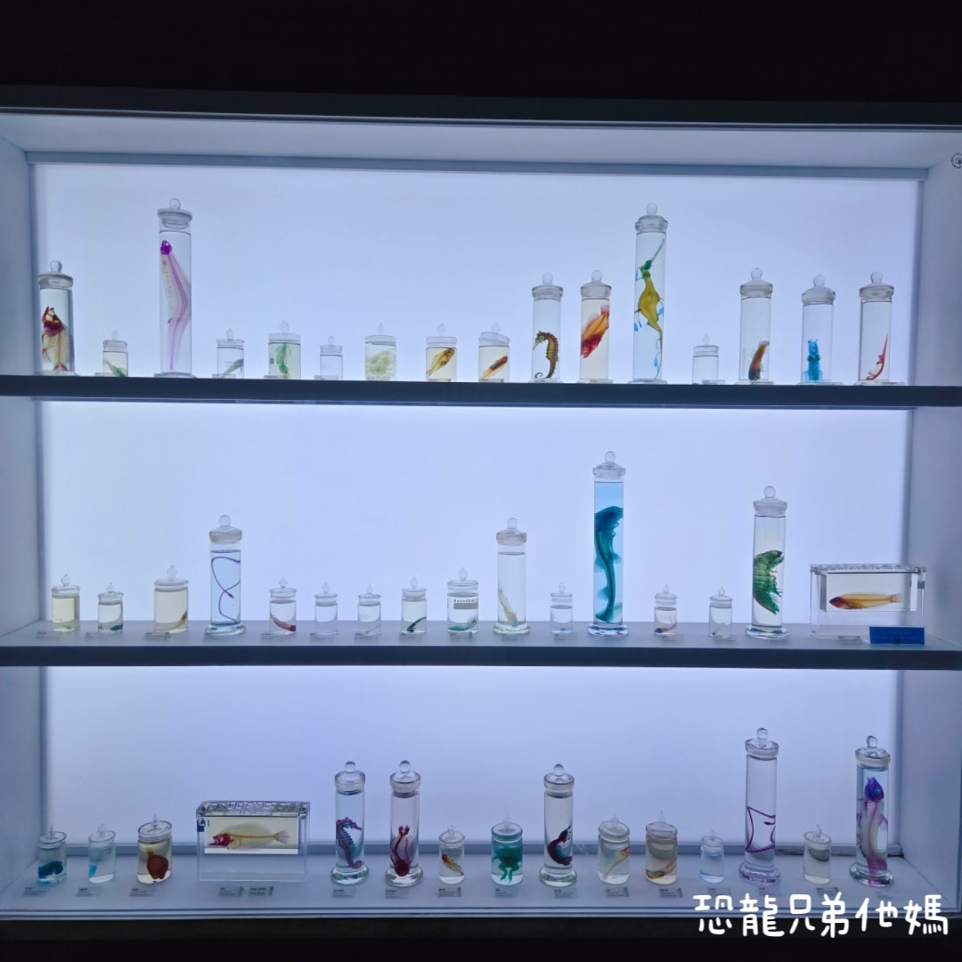 韓國‧濟洲水上星球(아쿠아플라넷제주 ,Aqua Planet),韓國最大水族館,超震撼海底隧道、海女潛水秀、超萌魟魚表演全攻略,濟州必玩景點!!2025.08 - 第79張圖 韓國‧濟洲水上星球(아쿠아플라넷제주 ,Aqua Planet),韓國最大水族館,超震撼海底隧道、海女潛水秀、超萌魟魚表演全攻略,濟州必玩景點!!2025.08