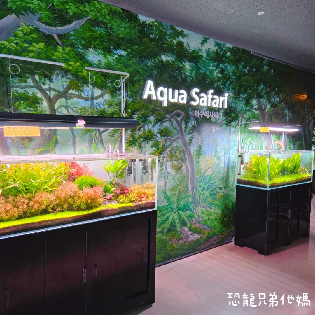 韓國‧濟洲水上星球(아쿠아플라넷제주 ,Aqua Planet),韓國最大水族館,超震撼海底隧道、海女潛水秀、超萌魟魚表演全攻略,濟州必玩景點!!2025.08 - 第80張圖 韓國‧濟洲水上星球(아쿠아플라넷제주 ,Aqua Planet),韓國最大水族館,超震撼海底隧道、海女潛水秀、超萌魟魚表演全攻略,濟州必玩景點!!2025.08