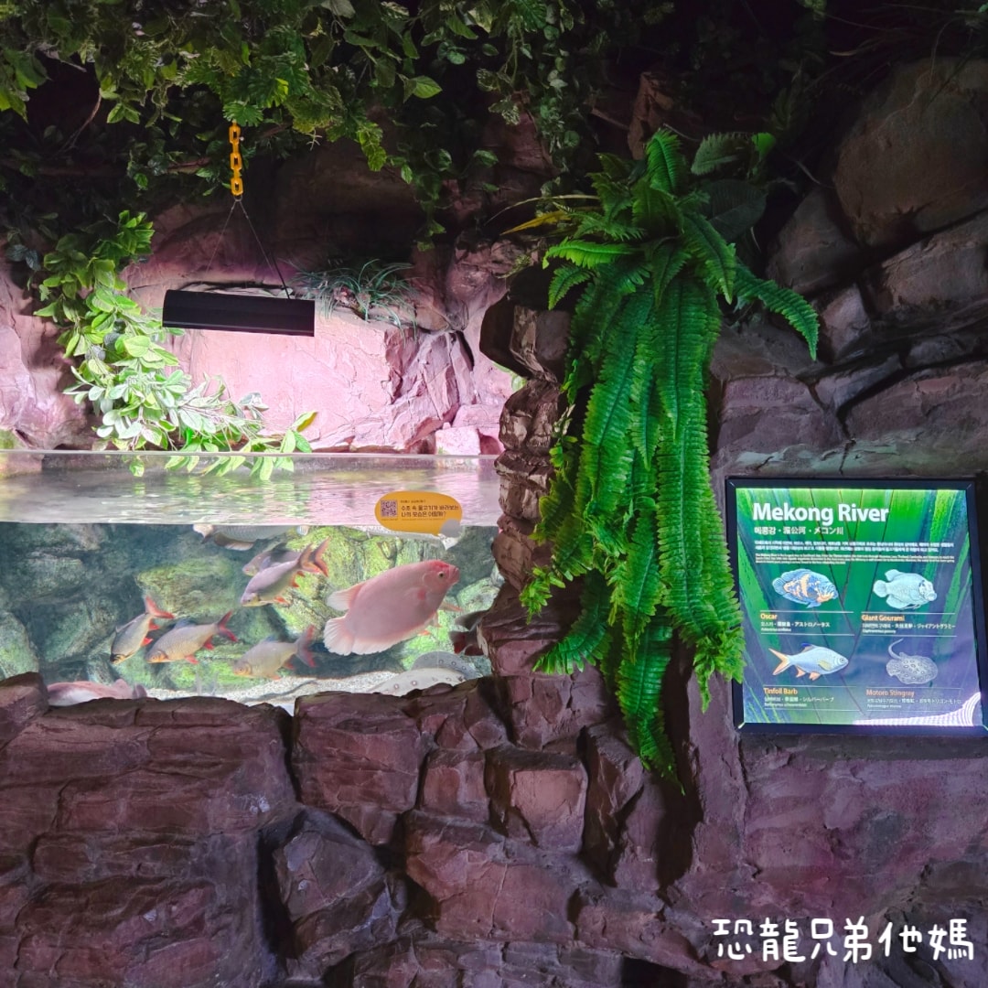 韓國‧濟洲水上星球(아쿠아플라넷제주 ,Aqua Planet),韓國最大水族館,超震撼海底隧道、海女潛水秀、超萌魟魚表演全攻略,濟州必玩景點!!2025.08 - 第87張圖 韓國‧濟洲水上星球(아쿠아플라넷제주 ,Aqua Planet),韓國最大水族館,超震撼海底隧道、海女潛水秀、超萌魟魚表演全攻略,濟州必玩景點!!2025.08