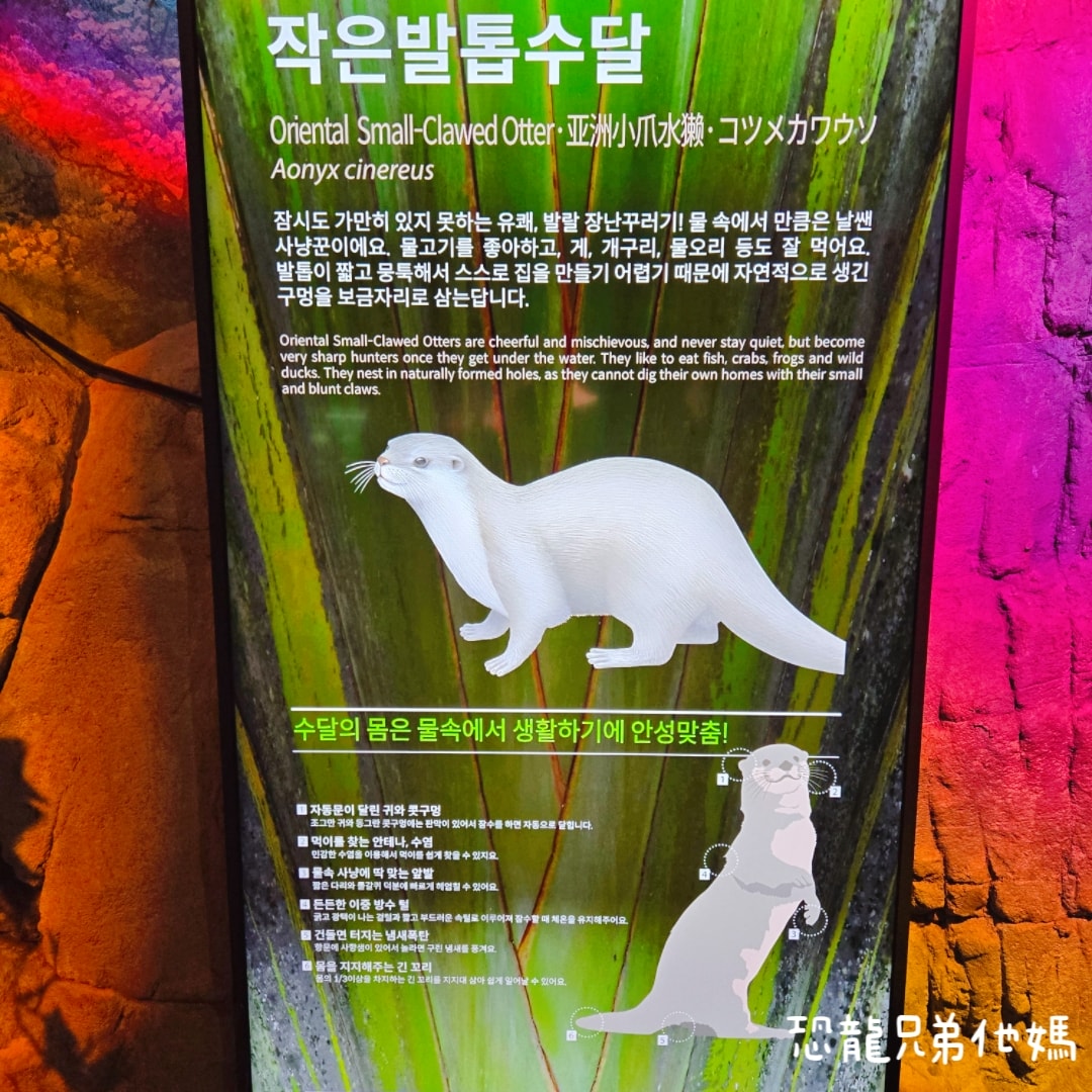 韓國‧濟洲水上星球(아쿠아플라넷제주 ,Aqua Planet),韓國最大水族館,超震撼海底隧道、海女潛水秀、超萌魟魚表演全攻略,濟州必玩景點!!2025.08 - 第82張圖 韓國‧濟洲水上星球(아쿠아플라넷제주 ,Aqua Planet),韓國最大水族館,超震撼海底隧道、海女潛水秀、超萌魟魚表演全攻略,濟州必玩景點!!2025.08
