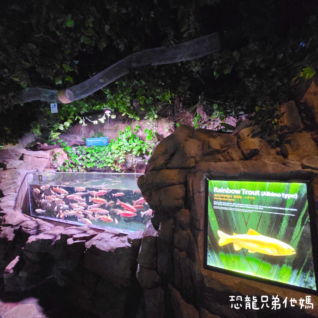 韓國‧濟洲水上星球(아쿠아플라넷제주 ,Aqua Planet),韓國最大水族館,超震撼海底隧道、海女潛水秀、超萌魟魚表演全攻略,濟州必玩景點!!2025.08 - 第88張圖 韓國‧濟洲水上星球(아쿠아플라넷제주 ,Aqua Planet),韓國最大水族館,超震撼海底隧道、海女潛水秀、超萌魟魚表演全攻略,濟州必玩景點!!2025.08