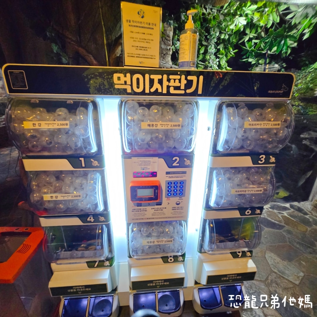 韓國‧濟洲水上星球(아쿠아플라넷제주 ,Aqua Planet)，韓國最大水族館，超震撼海底隧道、海女潛水秀、超萌魟魚表演全攻略，濟州必玩景點!!2025.08