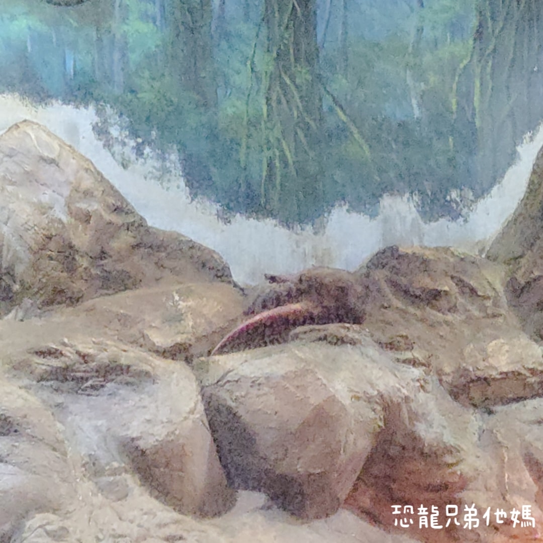 韓國‧濟洲水上星球(아쿠아플라넷제주 ,Aqua Planet),韓國最大水族館,超震撼海底隧道、海女潛水秀、超萌魟魚表演全攻略,濟州必玩景點!!2025.08 - 第85張圖 韓國‧濟洲水上星球(아쿠아플라넷제주 ,Aqua Planet),韓國最大水族館,超震撼海底隧道、海女潛水秀、超萌魟魚表演全攻略,濟州必玩景點!!2025.08