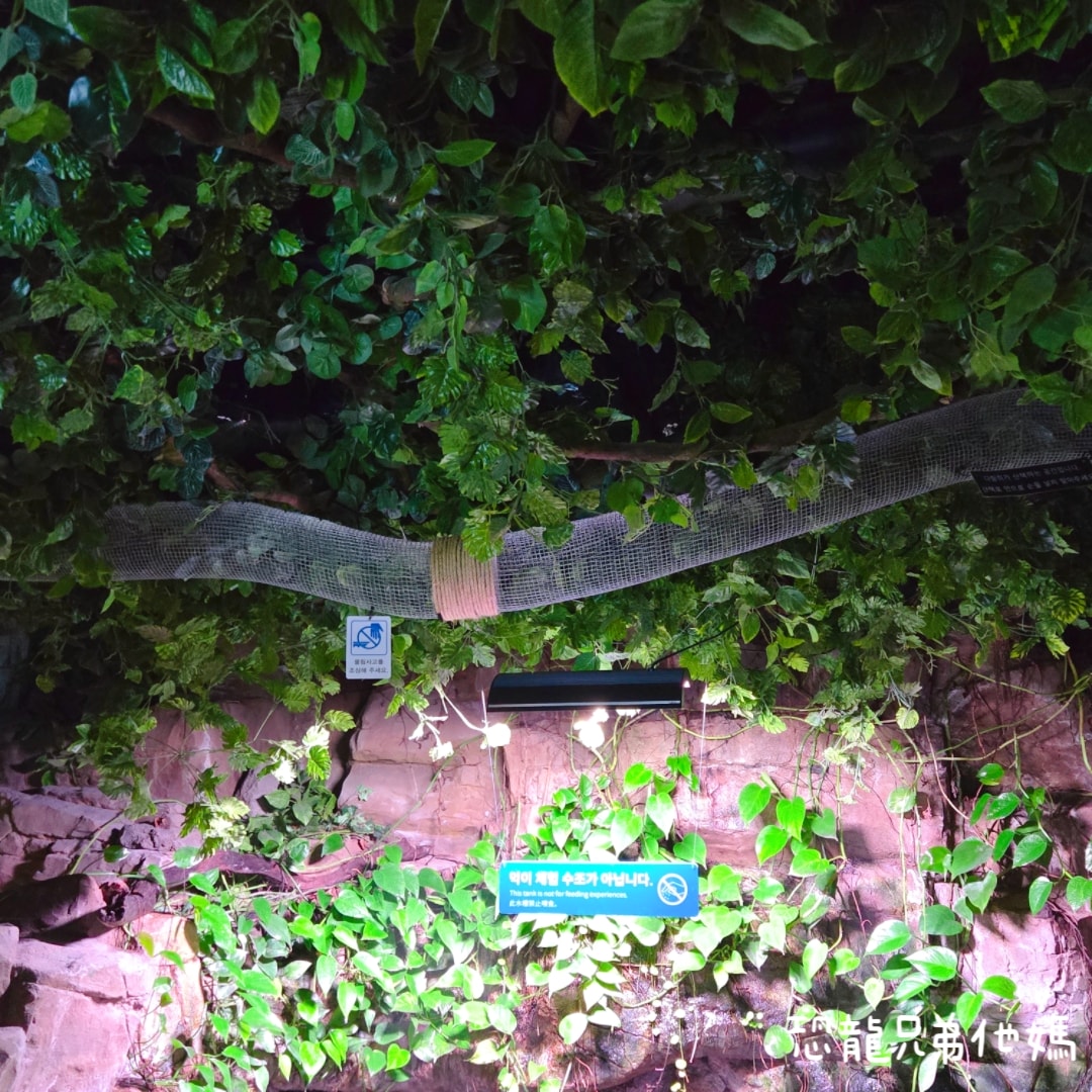 韓國‧濟洲水上星球(아쿠아플라넷제주 ,Aqua Planet),韓國最大水族館,超震撼海底隧道、海女潛水秀、超萌魟魚表演全攻略,濟州必玩景點!!2025.08 - 第92張圖 韓國‧濟洲水上星球(아쿠아플라넷제주 ,Aqua Planet),韓國最大水族館,超震撼海底隧道、海女潛水秀、超萌魟魚表演全攻略,濟州必玩景點!!2025.08