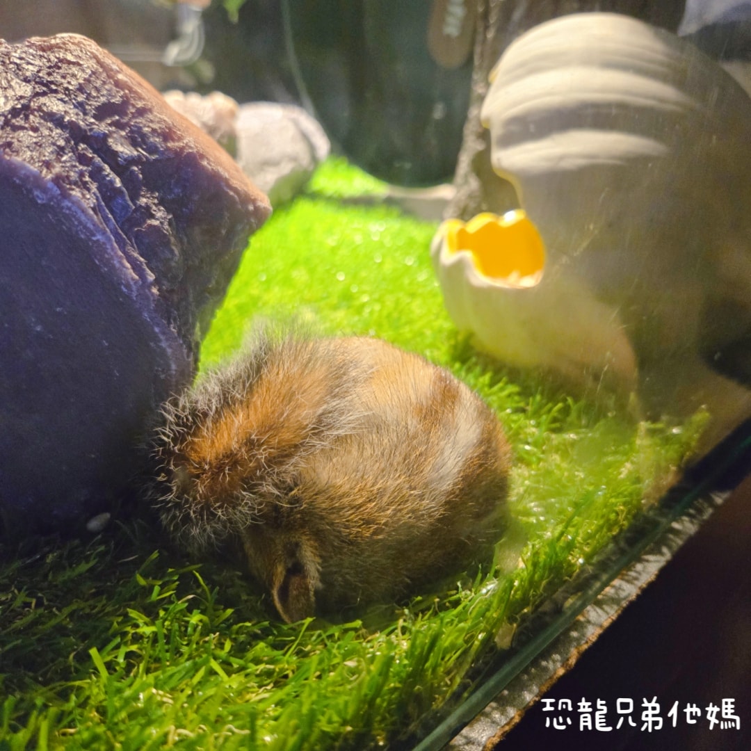 韓國‧濟洲水上星球(아쿠아플라넷제주 ,Aqua Planet)，韓國最大水族館，超震撼海底隧道、海女潛水秀、超萌魟魚表演全攻略，濟州必玩景點!!2025.08
