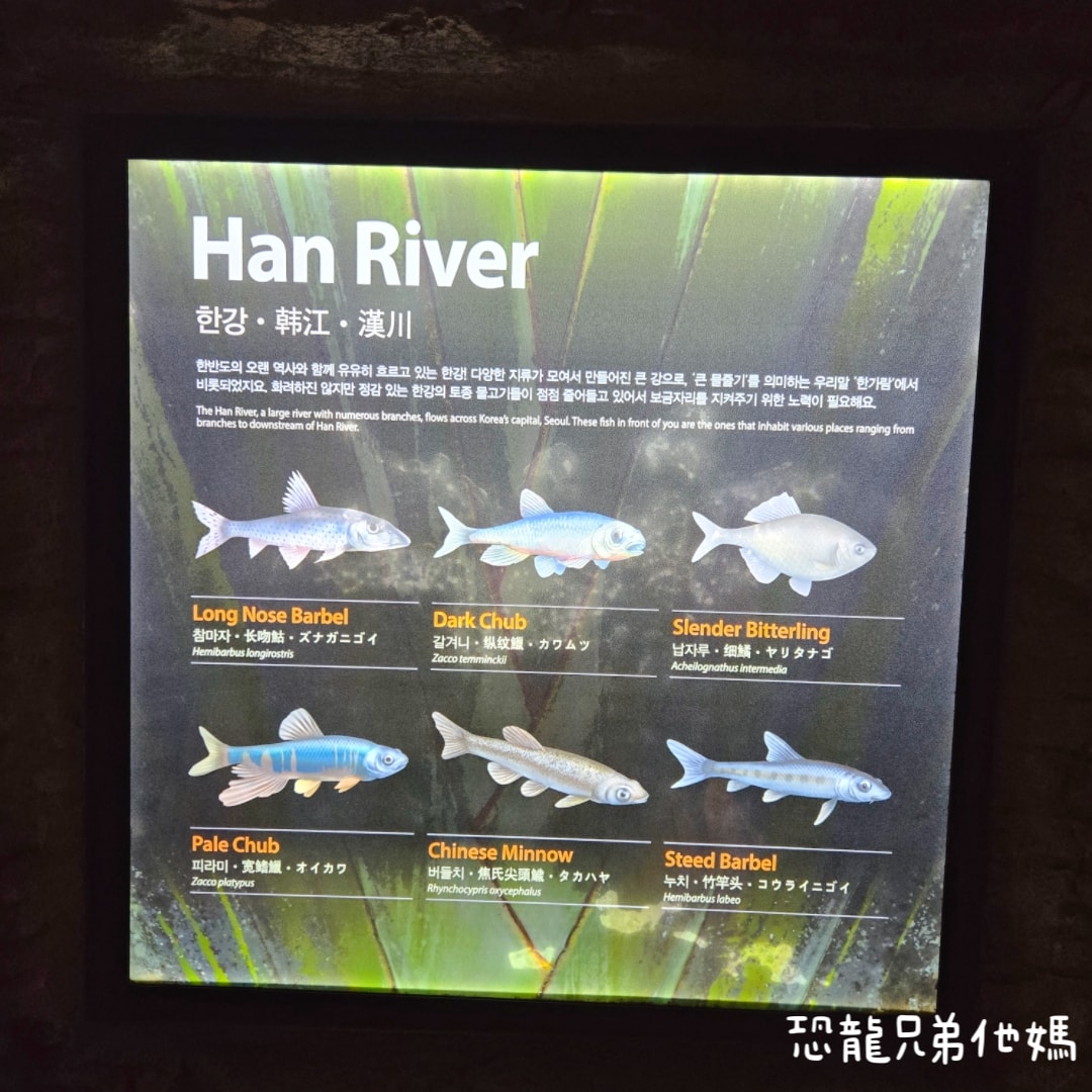 韓國‧濟洲水上星球(아쿠아플라넷제주 ,Aqua Planet),韓國最大水族館,超震撼海底隧道、海女潛水秀、超萌魟魚表演全攻略,濟州必玩景點!!2025.08 - 第89張圖 韓國‧濟洲水上星球(아쿠아플라넷제주 ,Aqua Planet),韓國最大水族館,超震撼海底隧道、海女潛水秀、超萌魟魚表演全攻略,濟州必玩景點!!2025.08