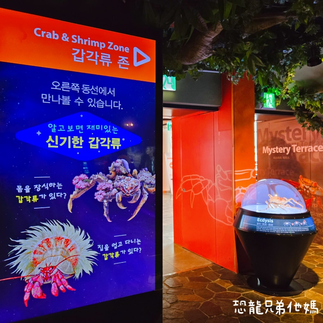 韓國‧濟洲水上星球(아쿠아플라넷제주 ,Aqua Planet),韓國最大水族館,超震撼海底隧道、海女潛水秀、超萌魟魚表演全攻略,濟州必玩景點!!2025.08 - 第96張圖 韓國‧濟洲水上星球(아쿠아플라넷제주 ,Aqua Planet),韓國最大水族館,超震撼海底隧道、海女潛水秀、超萌魟魚表演全攻略,濟州必玩景點!!2025.08