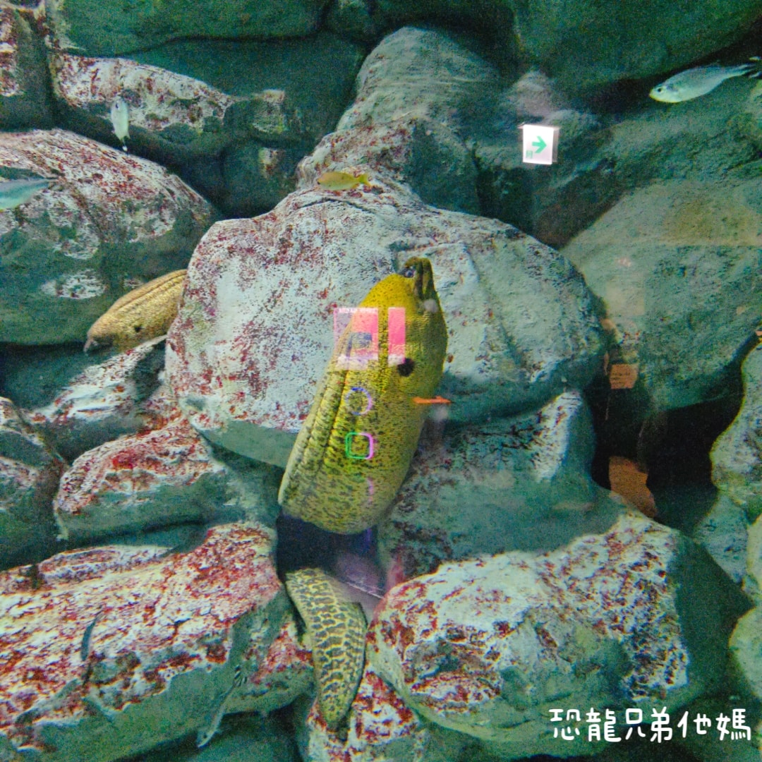 韓國‧濟洲水上星球(아쿠아플라넷제주 ,Aqua Planet),韓國最大水族館,超震撼海底隧道、海女潛水秀、超萌魟魚表演全攻略,濟州必玩景點!!2025.08 - 第108張圖 韓國‧濟洲水上星球(아쿠아플라넷제주 ,Aqua Planet),韓國最大水族館,超震撼海底隧道、海女潛水秀、超萌魟魚表演全攻略,濟州必玩景點!!2025.08