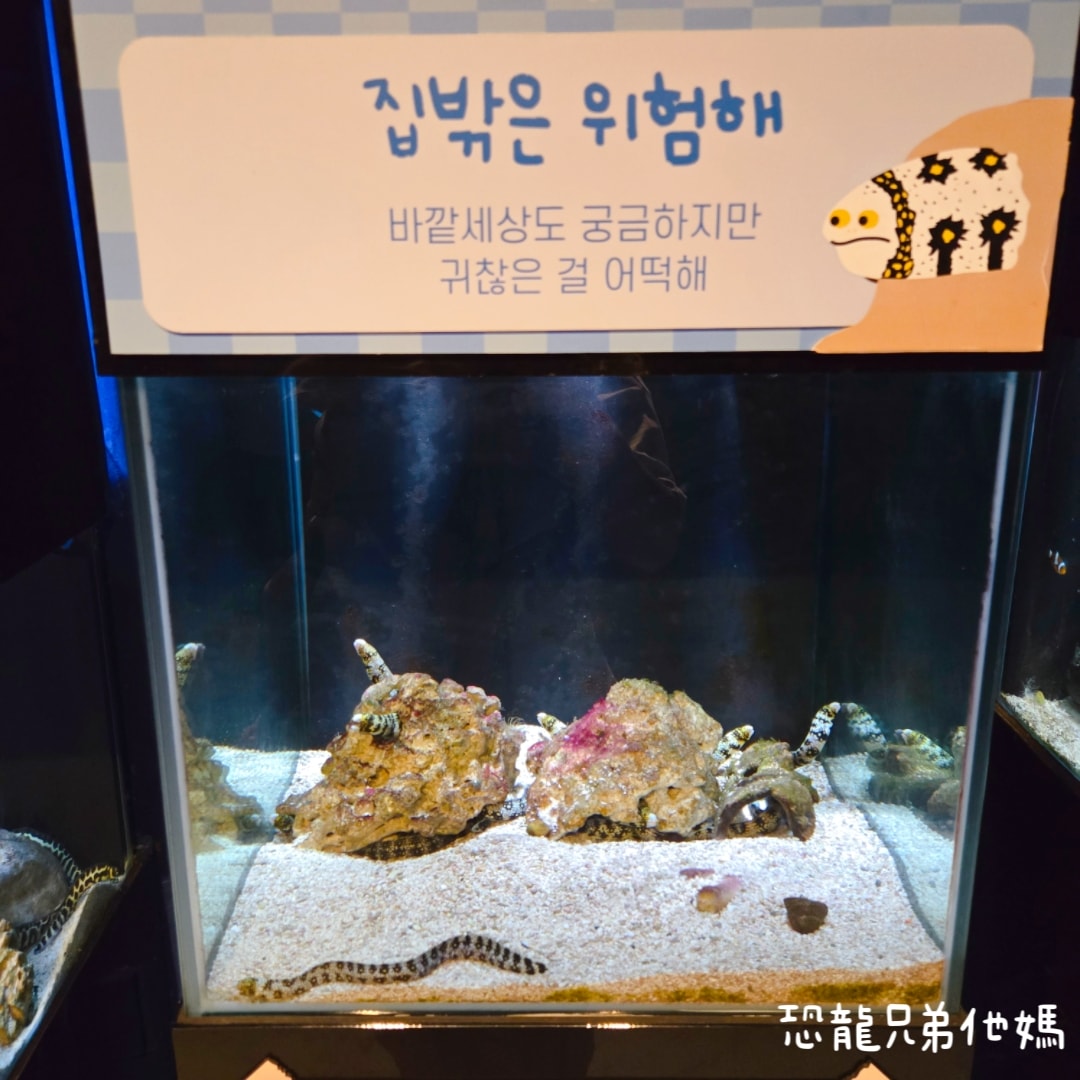 韓國‧濟洲水上星球(아쿠아플라넷제주 ,Aqua Planet)，韓國最大水族館，超震撼海底隧道、海女潛水秀、超萌魟魚表演全攻略，濟州必玩景點!!2025.08