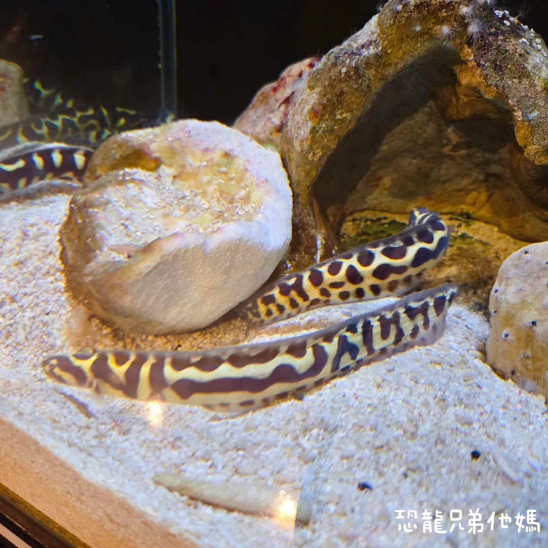 韓國‧濟洲水上星球(아쿠아플라넷제주 ,Aqua Planet)，韓國最大水族館，超震撼海底隧道、海女潛水秀、超萌魟魚表演全攻略，濟州必玩景點!!2025.08